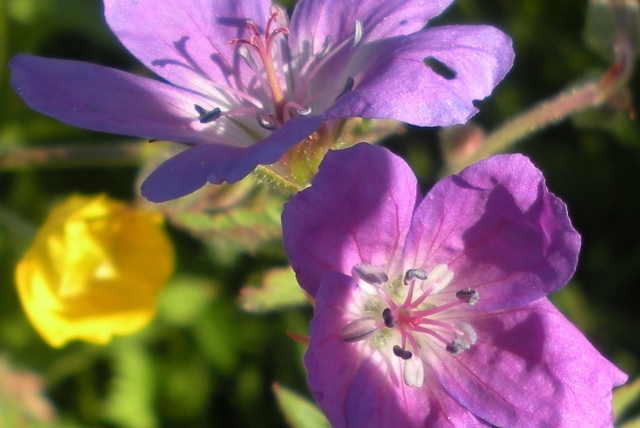 Midsommarblomma, lila med gula andra blommor