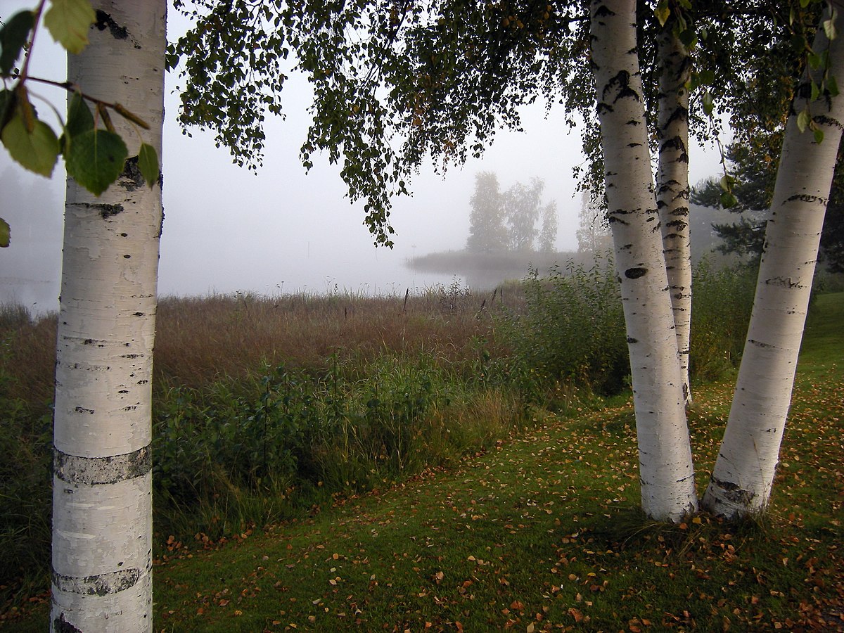 Vita björkstammar med bakgrund av dimmig sjö.